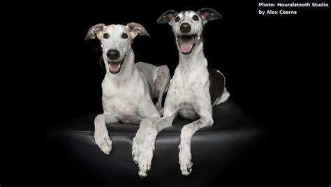 greyhound adoptions wa|Greyhounds as Pets .